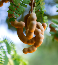 Load image into Gallery viewer, Caribbean Tamarind Sauce